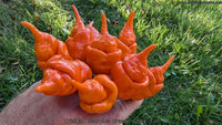 Trinidad Scorpion Orange Long Tail - Pepper Seeds - White Hot Peppers